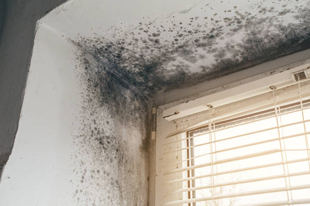 Affordable Hvac And Air Duct Mold Remediation solutions in Casnovia, MI